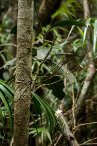 Dendrobium khanhoaense