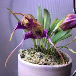 Masdevallia elegans