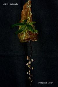 Sarcoglyphis mirabilis