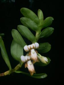 Dendrobium kenepaiense