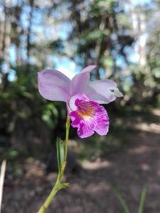 Arundina graminifolia