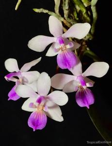 Phalaenopsis lindenii