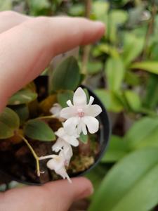 Dendrobium aberrans