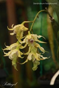 Dendrobium hodgkinsonii