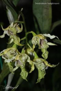 Dendrobium hodgkinsonii