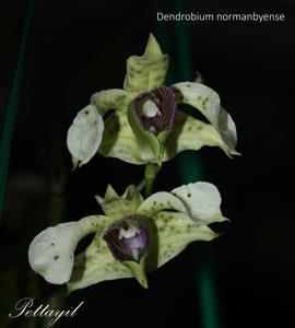 Dendrobium atroviolaceum