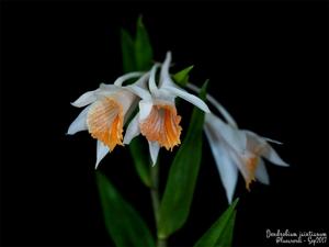 Dendrobium chapaense