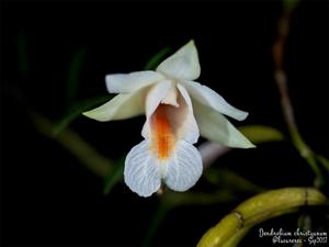 Dendrobium christyanum