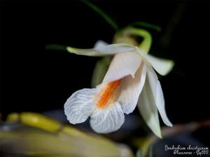 Dendrobium christyanum