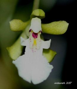 Gomesa eleutherosepala