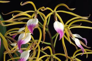 Prosthechea brassavolae