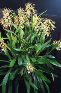 Prosthechea brassavolae