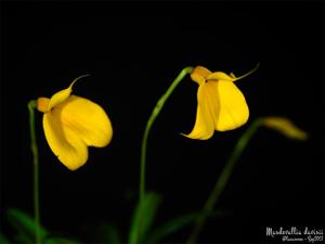 Masdevallia davisii