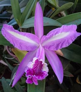 Cattleya lueddemanniana