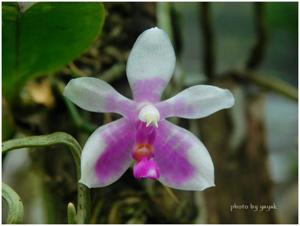 Phalaenopsis modesta