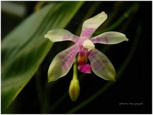 Phalaenopsis modesta