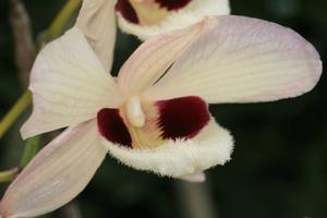 Dendrobium pulchellum