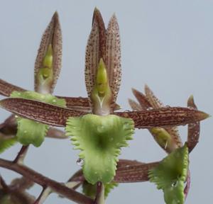 Catasetum juruenense