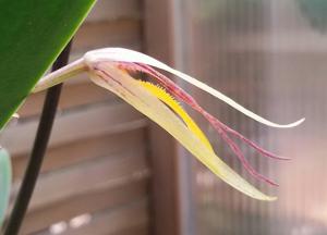 Pleurothallis nuda