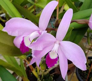 Cattleya perrinii