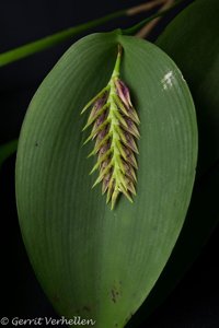 Acianthera pectinata