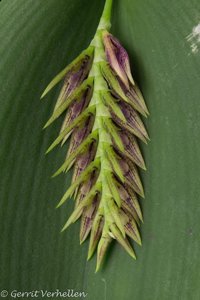 Acianthera pectinata