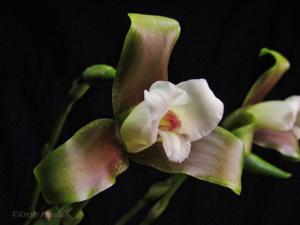 Lycaste panamanensis