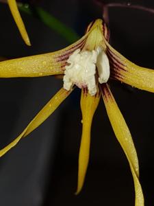 Dendrobium teretifolium