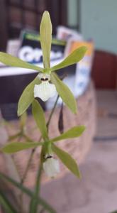 Encyclia linearifolioides