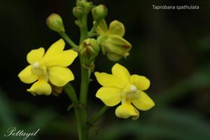 Taprobanea spathulata