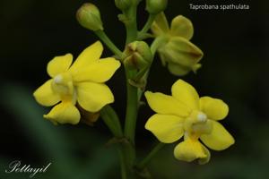 Taprobanea spathulata