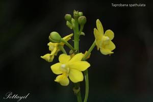 Taprobanea spathulata