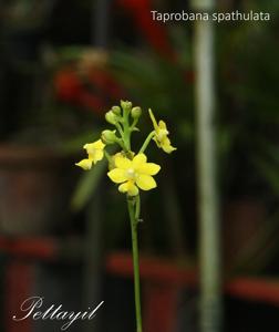 Taprobanea spathulata