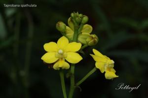 Taprobanea spathulata