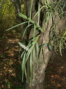 Mycaranthes floribunda