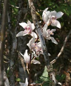 Cymbidium seidenfadenii