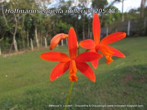 Cattleya milleri