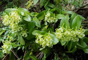 Epidendrum barbeyanum