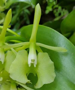 Epidendrum barbeyanum