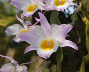 Dendrobium findlayanum