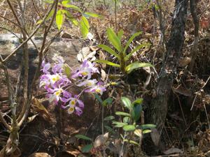 Dendrobium tortile