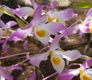 Dendrobium tortile