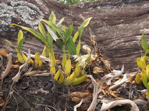 Coelogyne flaccida