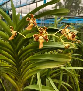 Vanda metusalae