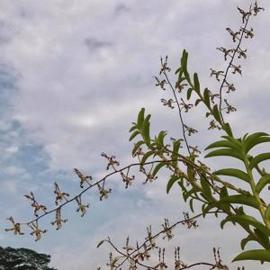 Dendrobium strebloceras