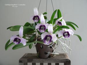 Cattleya bicalhoi