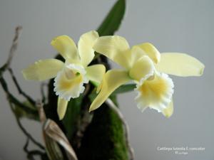 Cattleya luteola