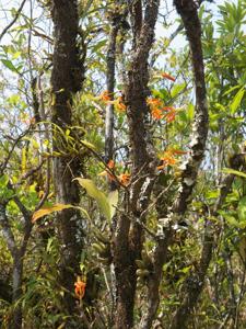 Dendrobium unicum