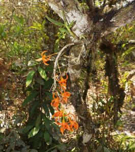 Dendrobium unicum