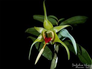 Dendrobium tobaense